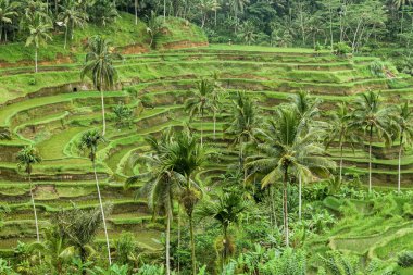 Bali çağlayan pirinç terasları, Ubud, Endonezya