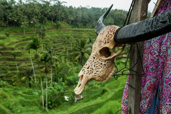 Изогнутый череп коровы, Бали, Индонезия — стоковое фото