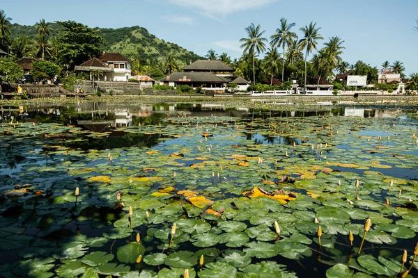Спокойный пейзаж пруда с красивыми водяными лилиями, Бали, Индонезия — стоковое фото