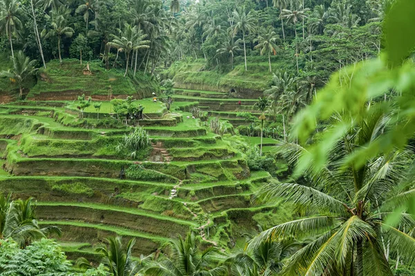 Типичный юго-восточноазиатский ландшафт рисовых полей, Бали, Индонезия — стоковое фото