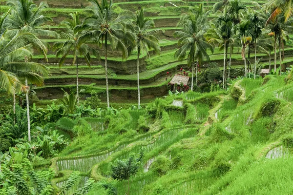 Непроходимый ландшафт полей Убуд, Бали, Индонезия — стоковое фото
