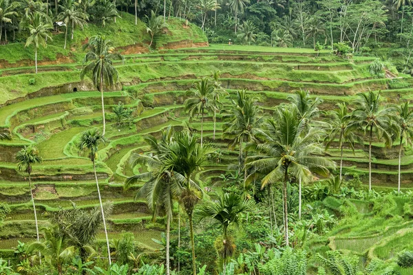 Балийские каскадные рисовые террасы, Убуд, Индонезия — стоковое фото