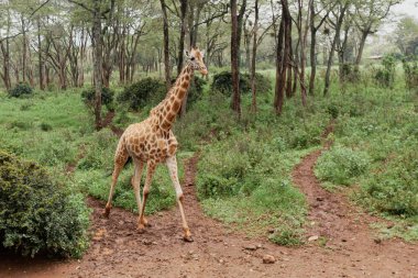 Kenya Zürafa Merkezi 'nin patikasında yürüyen bir zürafa.