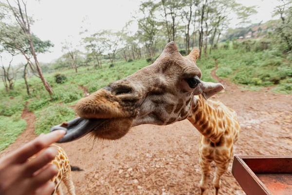 케냐의 기린, 기린의 손가락을 잡으려고 손을 뻗고 있는 모습 — 스톡 사진
