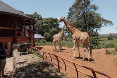 NAIROBI, KENYA - MARCH 20, 2018: A giraffes family at the Giraffe Center in Nairobi clipart