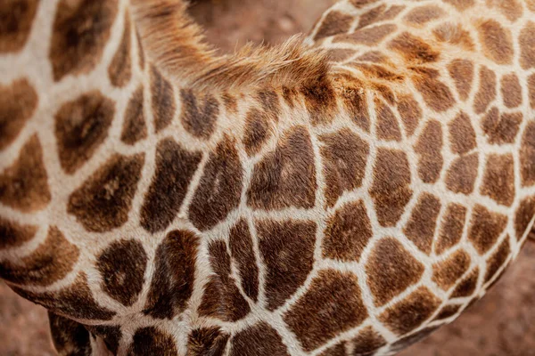 Padrões de cobertura capilar de uma girafa, Centro Girafa, Quênia — Fotografia de Stock