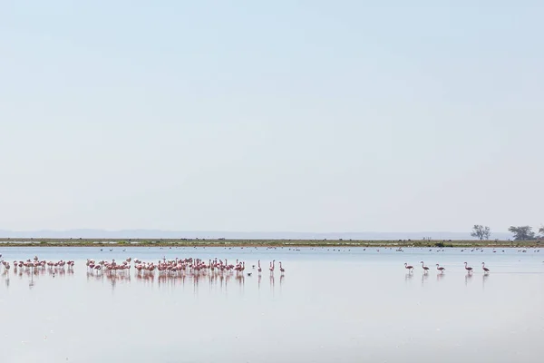 Petits flamants roses au bord du lac, parc national d'Amboseli, Kenya — Photo