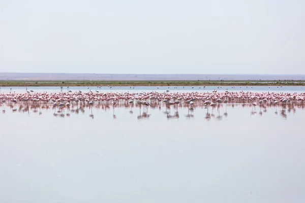 Flamingos em posição de dormir, Parque Nacional Amboseli, Quênia — Fotografia de Stock