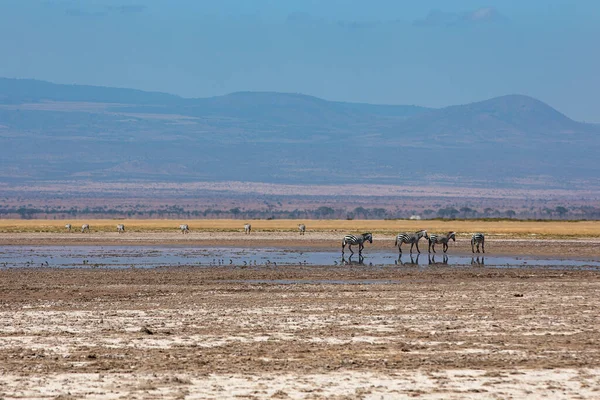 Goup of zebras at Amboseli National Park, Kenya — стокове фото