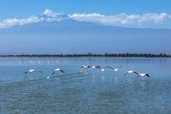Стая фламинго, летающих над озером, Национальный парк Амбосели, Кения Стоковое Изображение