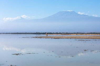 AMBOSELİ ULUSAL PARK - 17 Eylül 2018: İçinde bir turist olan vahşi yaşam safari cipi