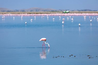 Kenya 'daki Amboseli Milli Parkı' nda flamingolar