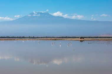 Amboseli Gölü, Amboseli Ulusal Parkı, Kenya 'da beslenen küçük flamingolar