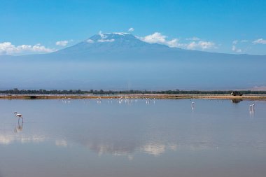 Arka planda Kilimanjaro Dağı ile gölde flamingolar, Kenya