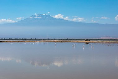 Kenya Amboseli Ulusal Parkı 'nın sakin manzarası