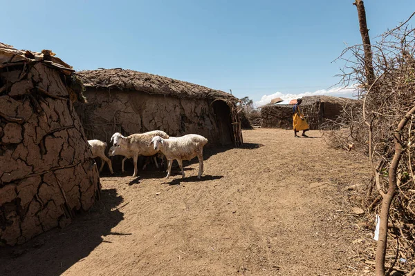 AMBOSELI NATIONAL PARK - SEPTEMBER 17, 2018: Mud huts in traditional Maasai village — Stock Photo, Image
