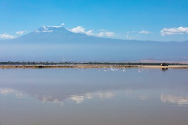 Kenya 'daki Amboseli Milli Parkı' nda Kilimanjaro Dağı ve flamingoların görkemli manzarası.
