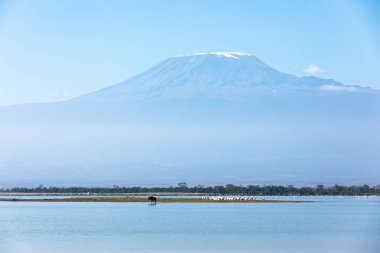 Kilimanjaro, Amboseli Ulusal Parkı, Kenya
