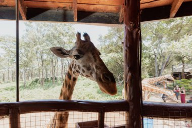 Kenya Nairobi 'deki Zürafa Merkezi' nde zürafalar.