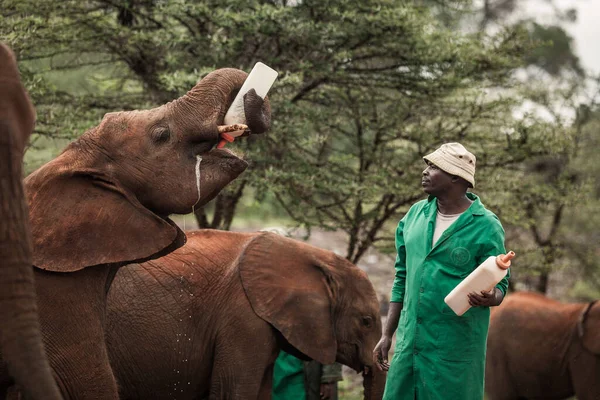NAIROBI, KENYA - 20 Mart 2018 Bebek fil şişeden süt içiyor