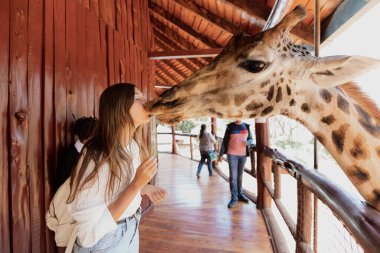 NAIROBI, KENYA - 20 Mart 2018: Kenya Nairobi 'deki zürafa merkezinde bir kadın turist bir zürafadan öpücük alıyor
