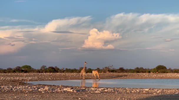 Dos jirafas beben agua en el Parque Nacional Etosha — Vídeo de stock