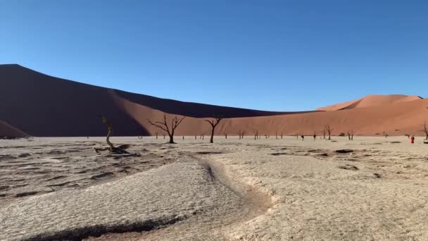 Halott fák egy agyagos fennsíkon Deadvlei Dunáiban — Stock videók