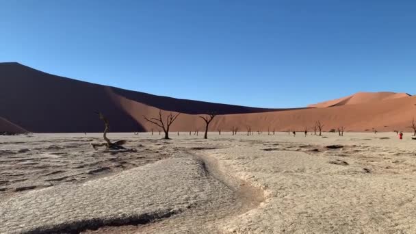 Mrtvé stromy na hliněné plošině v dunách Deadvlei — Stock video