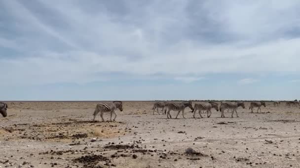 Zebre Piedi Attraverso Natura Selvaggia Del Parco Nazionale Namibia Etosha — Video Stock