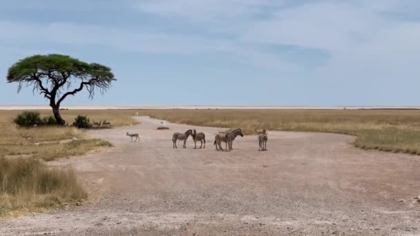 Стадо Зебр Дикой Природе Национальном Парке Этоша Намибия Высококачественные Fullhd — стоковое видео