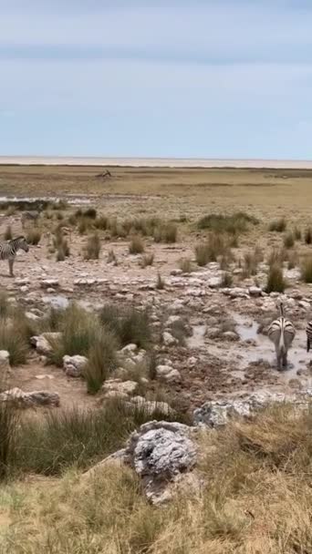 Herd Zebras Drinks Water Natural Reservoir National Park Etosha Namibia — Stock Video