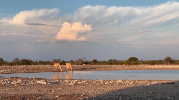 Jerapah Minum Dari Reservoir Alami Taman Nasional Namibia Etosha Rekaman — Stok Video