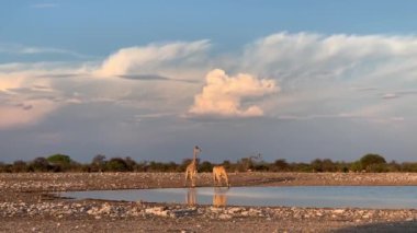 Safari, Namibya Ulusal Parkı, Etosha 'da su içen iki zürafa. Yüksek kaliteli FullHD görüntüler