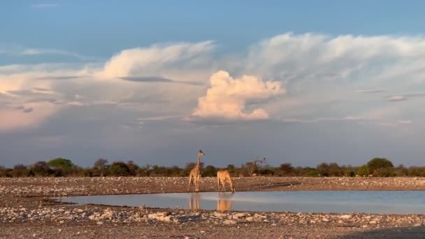 Safari Žirafy Pitné Vody Národním Parku Namibie Etosha Vysoce Kvalitní — Stock video