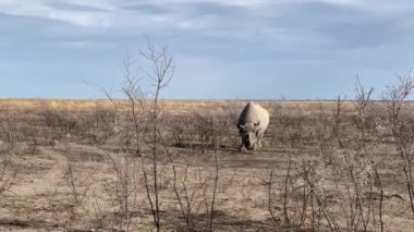Namibya Ulusal Parkı, Etosha, doğada nadiren bulunur. Yüksek kaliteli FullHD görüntüler