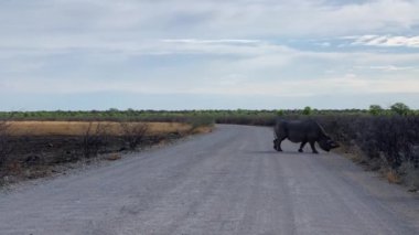Beyaz gergedan Namibya Ulusal Parkı 'nda karşıdan karşıya geçiyor. Yüksek kaliteli FullHD görüntüler