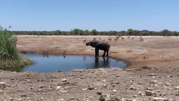 エトーシャのナミビア国立公園の散水穴に2頭の象 高品質のフルHd映像 — ストック動画