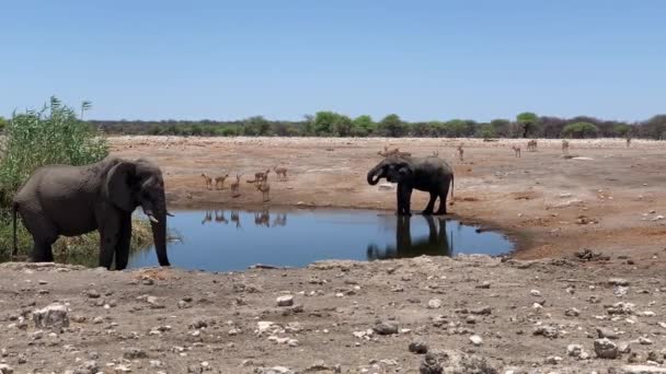 Namibya Ulusal Parkı Etosha Daki Gölette Filler Yüksek Kaliteli Fullhd — Stok video