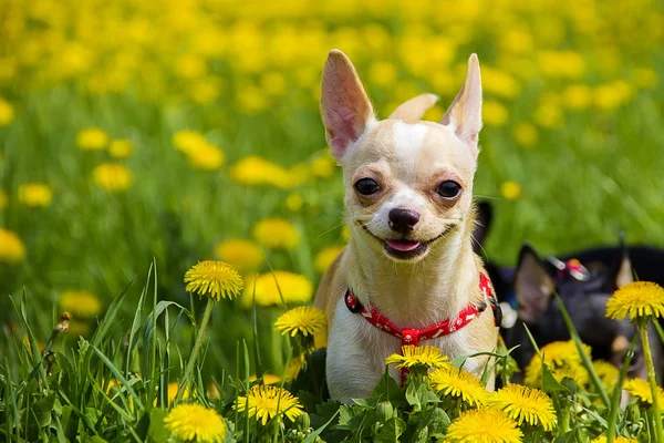 Dog smiles — Stock Photo, Image