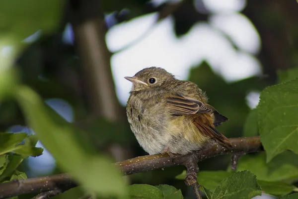 Baby bird — Stock Photo, Image