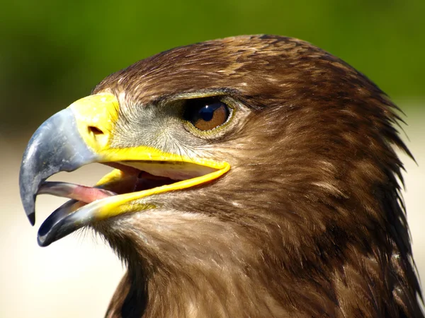 Brown eagle portrait Stock Picture