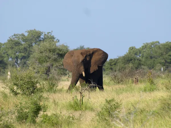 Afrikaanse olifant Stockfoto