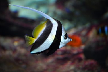 Bannerfish