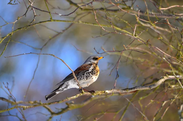 Kramsvogel — Stockfoto