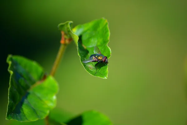 Fly on a leaf — Stock Photo, Image