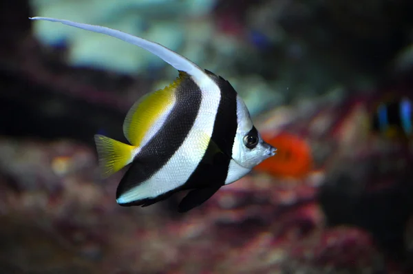 Bannerfish Stockfoto