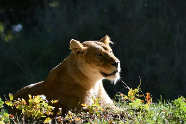 Lioness enjoying the sun Royalty Free Stock Images