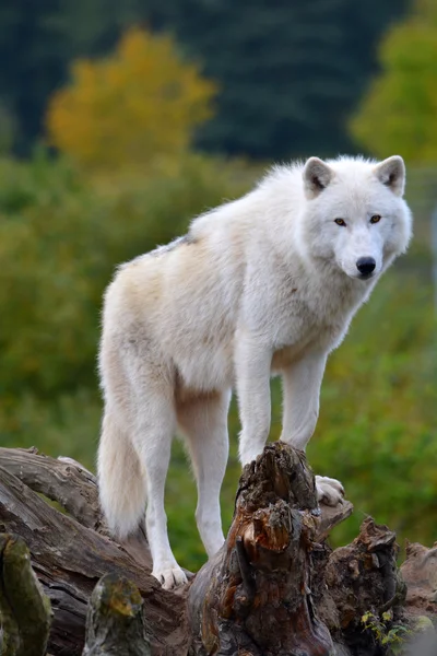 Poolwolf Rechtenvrije Stockafbeeldingen