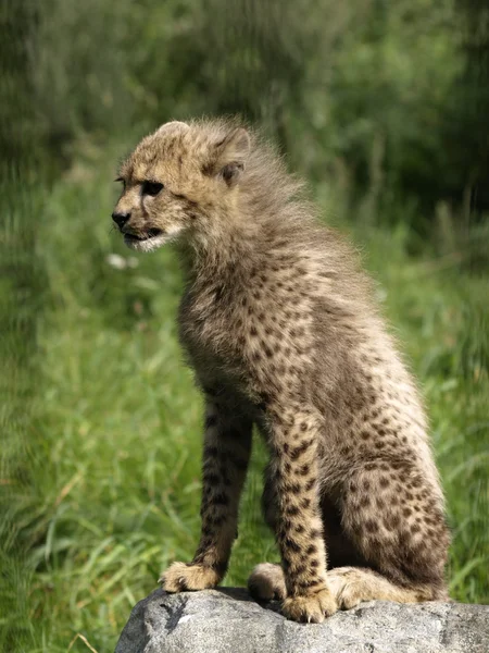 Cheetah cub Stockbild