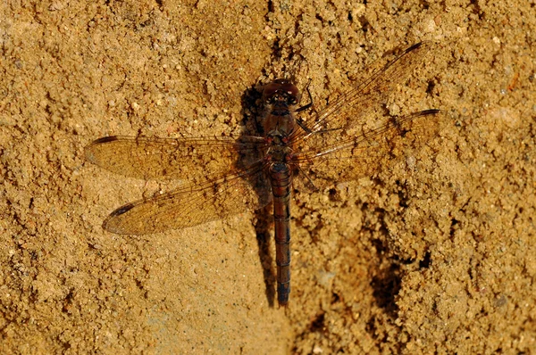 Bruin dragonfly Rechtenvrije Stockfoto's